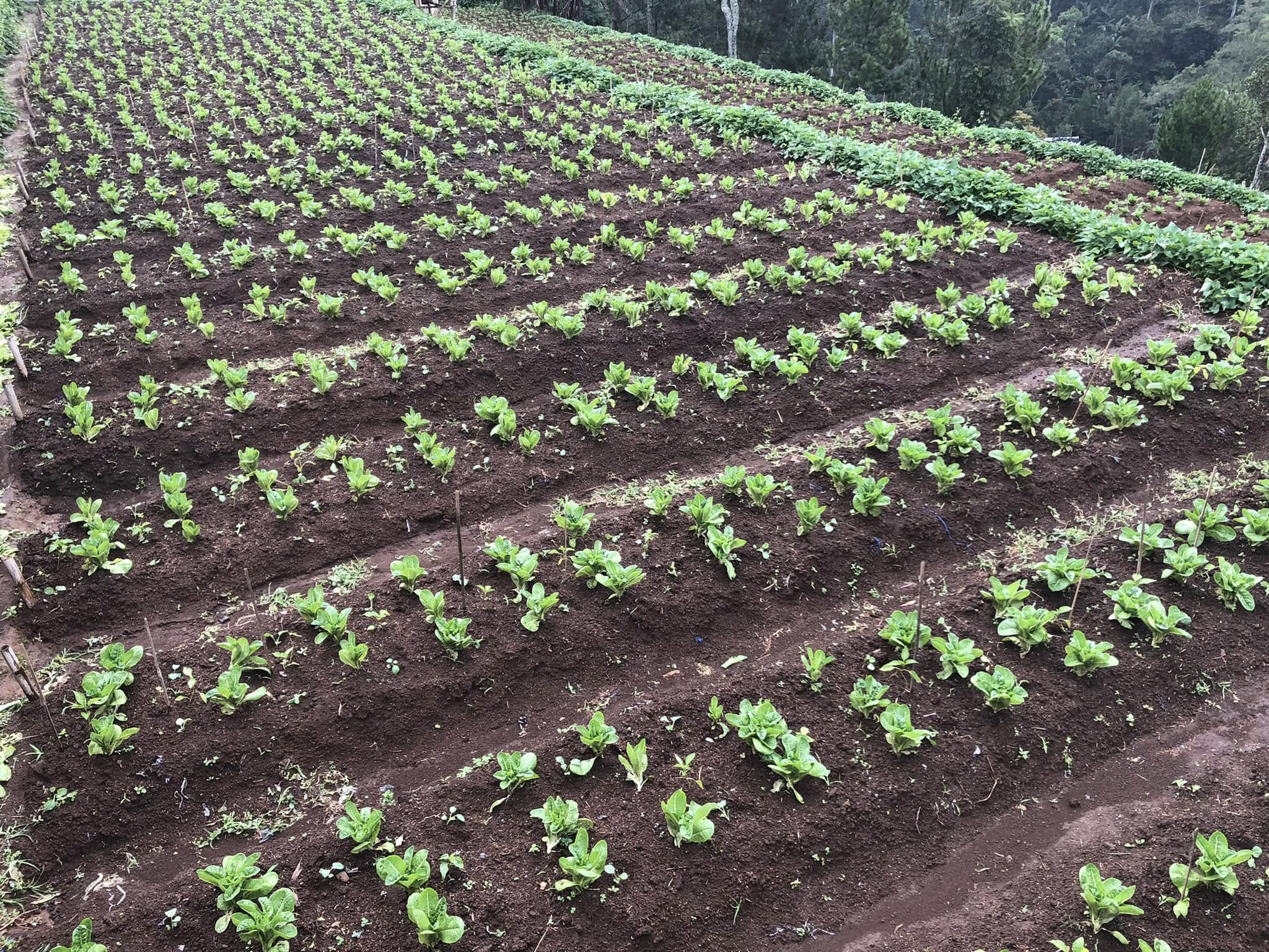 Pertanian Dataran Tinggi